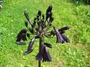 Fast schwarz: Blüte von Black Magic